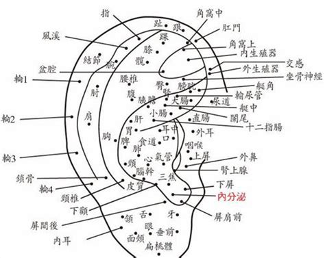 耳痣|面相：耳朵有痣算命圖解，全位置對照，看看你是哪一。